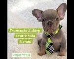 Francuski Bulldog štenci exotik boja 